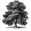 oaktree2